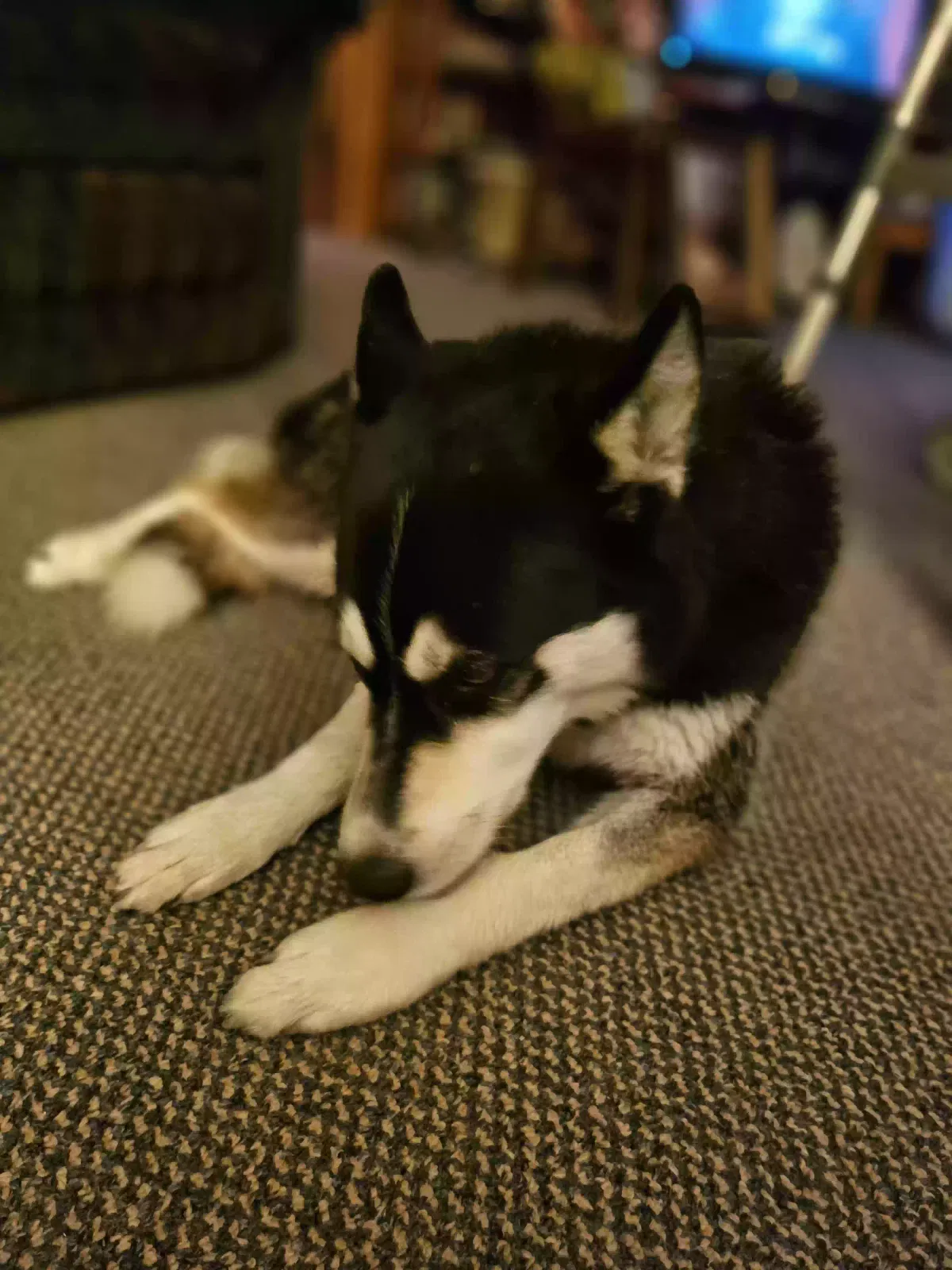 Found dog in Perrysville, OH, 44864