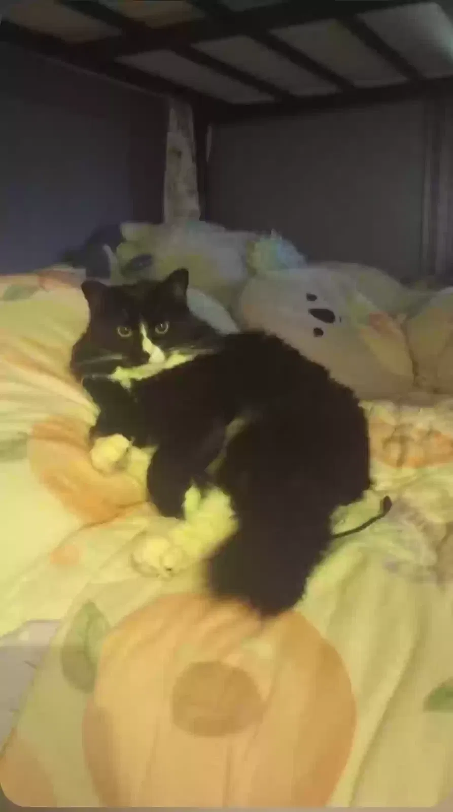 Lost cat in Las Vegas, NV, 89149