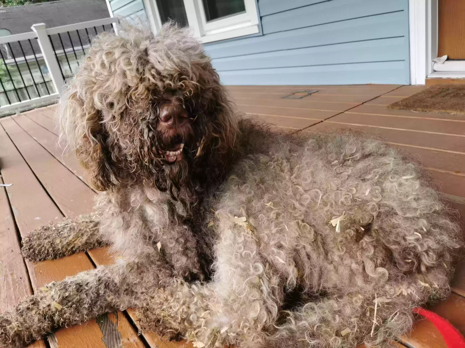 Found dog in Asheboro, NC, 27205