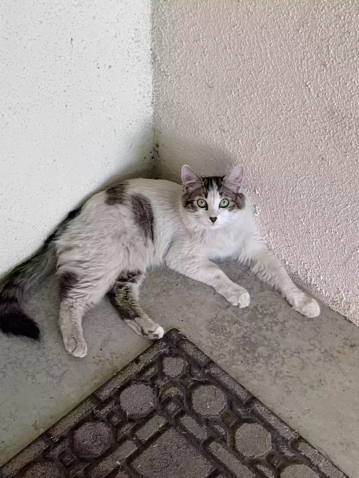 Lost cat in Visalia, CA, 93277
