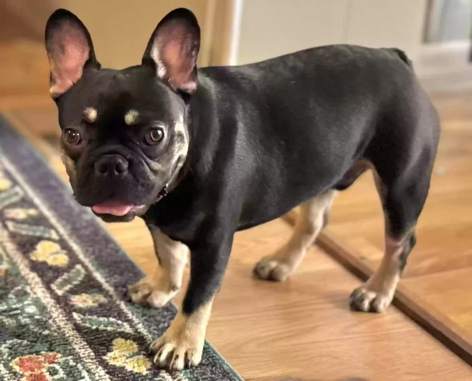 Lost dog in Bowersville, GA, 30516