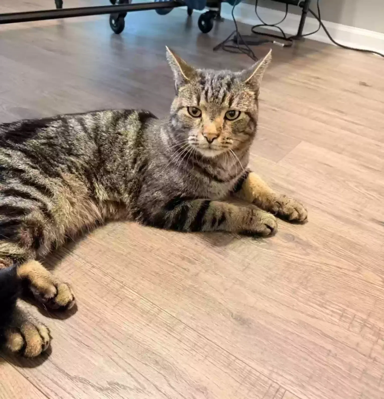 Found cat in Huntersville, NC, 28078