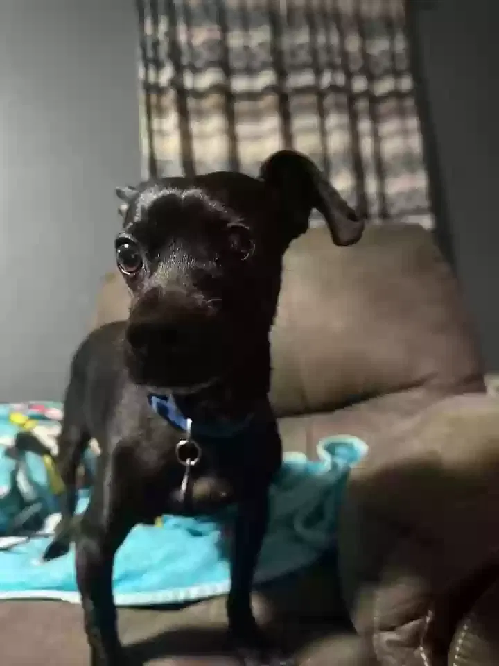 Lost dog in Grand Blanc, MI, 48439