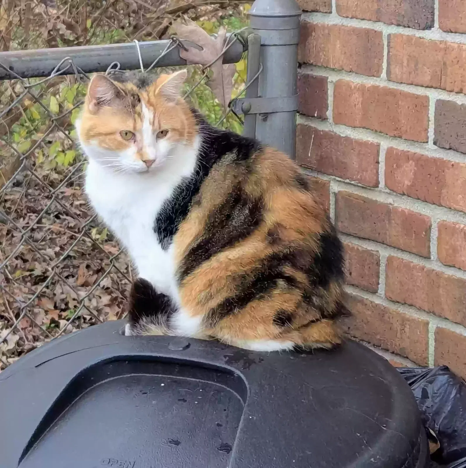Lost cat in Anderson, SC, 29626