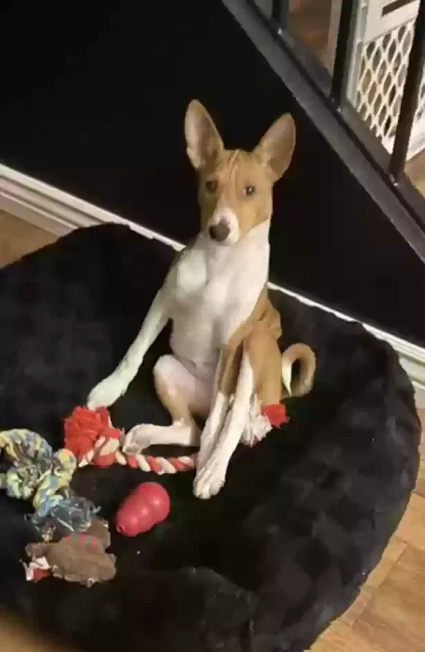 Lost dog in Peoria, AZ, 85345