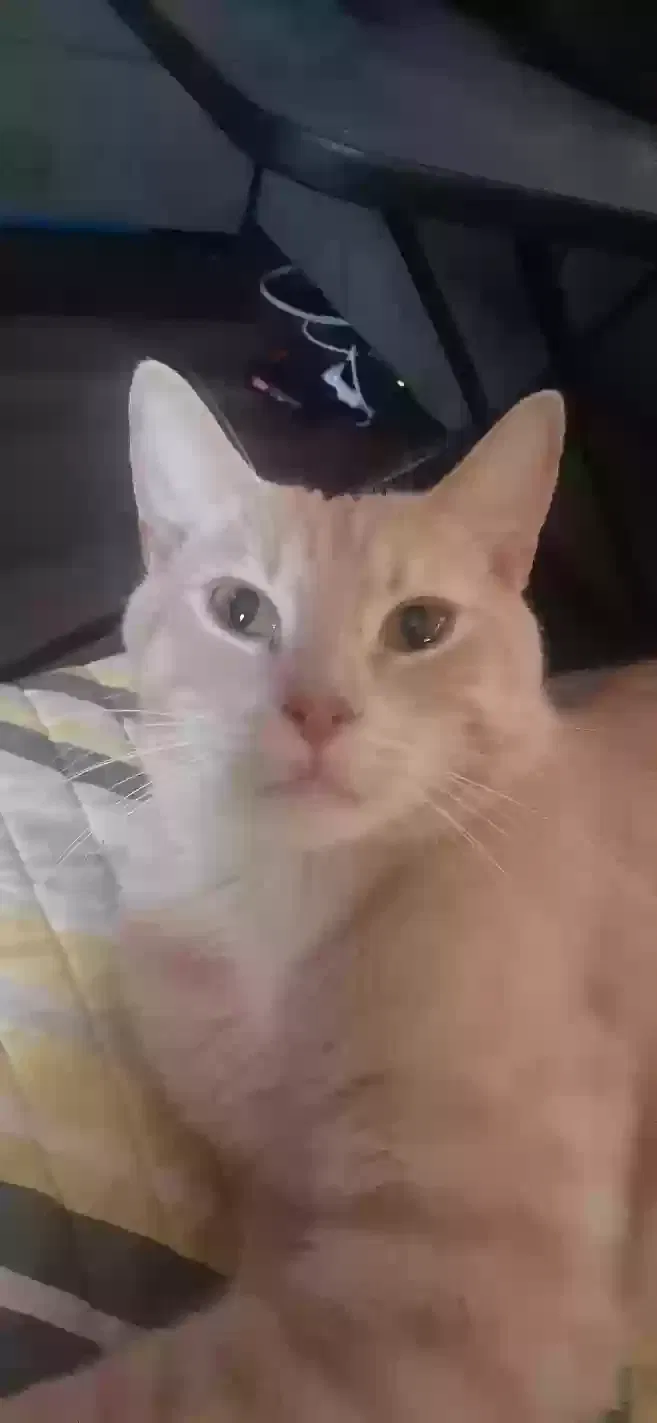 Lost cat in Loami, IL, 62661