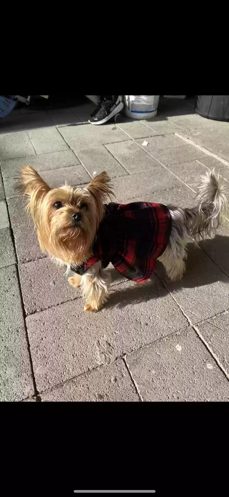 Lost dog in Modesto, CA, 95350