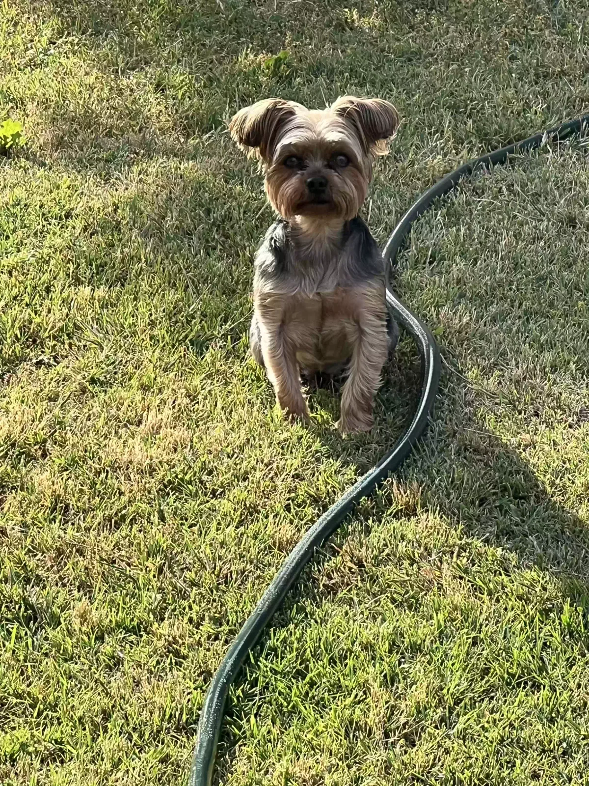 Lost dog in Modesto, CA, 95350