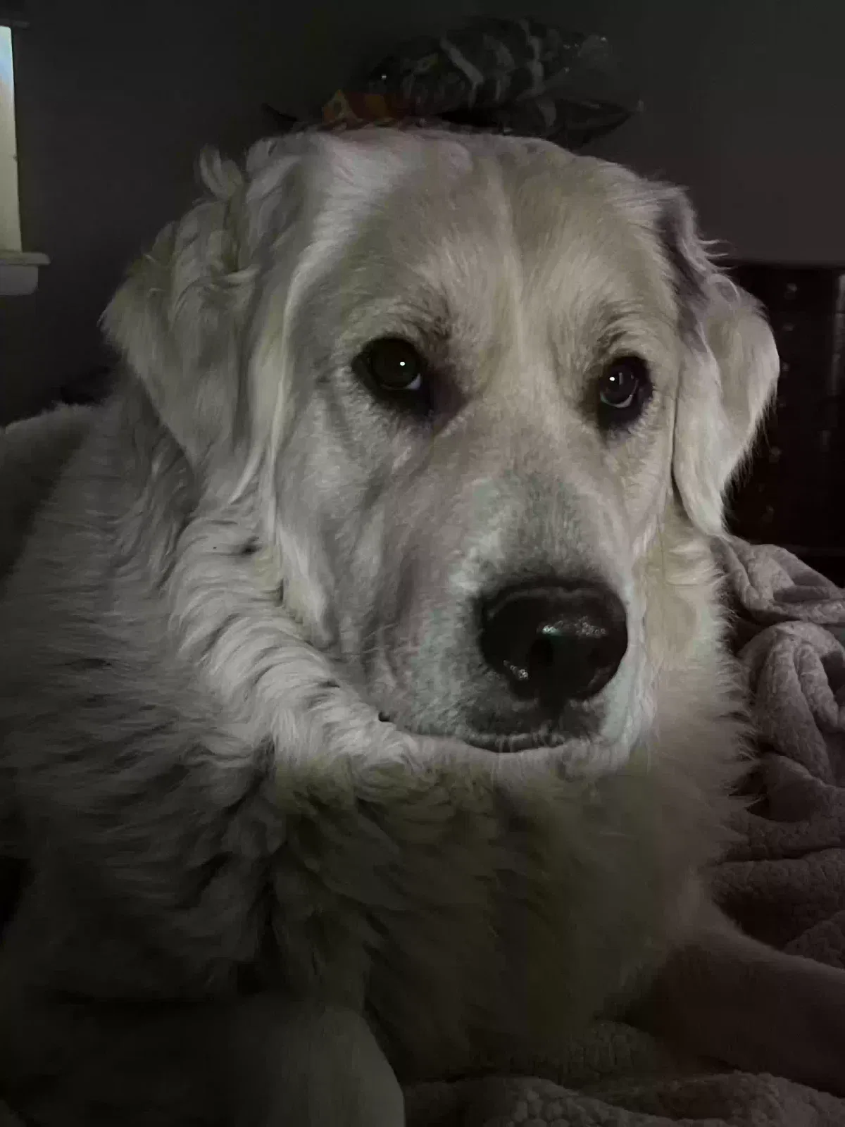 Lost dog in Oklahoma City, OK, 73117