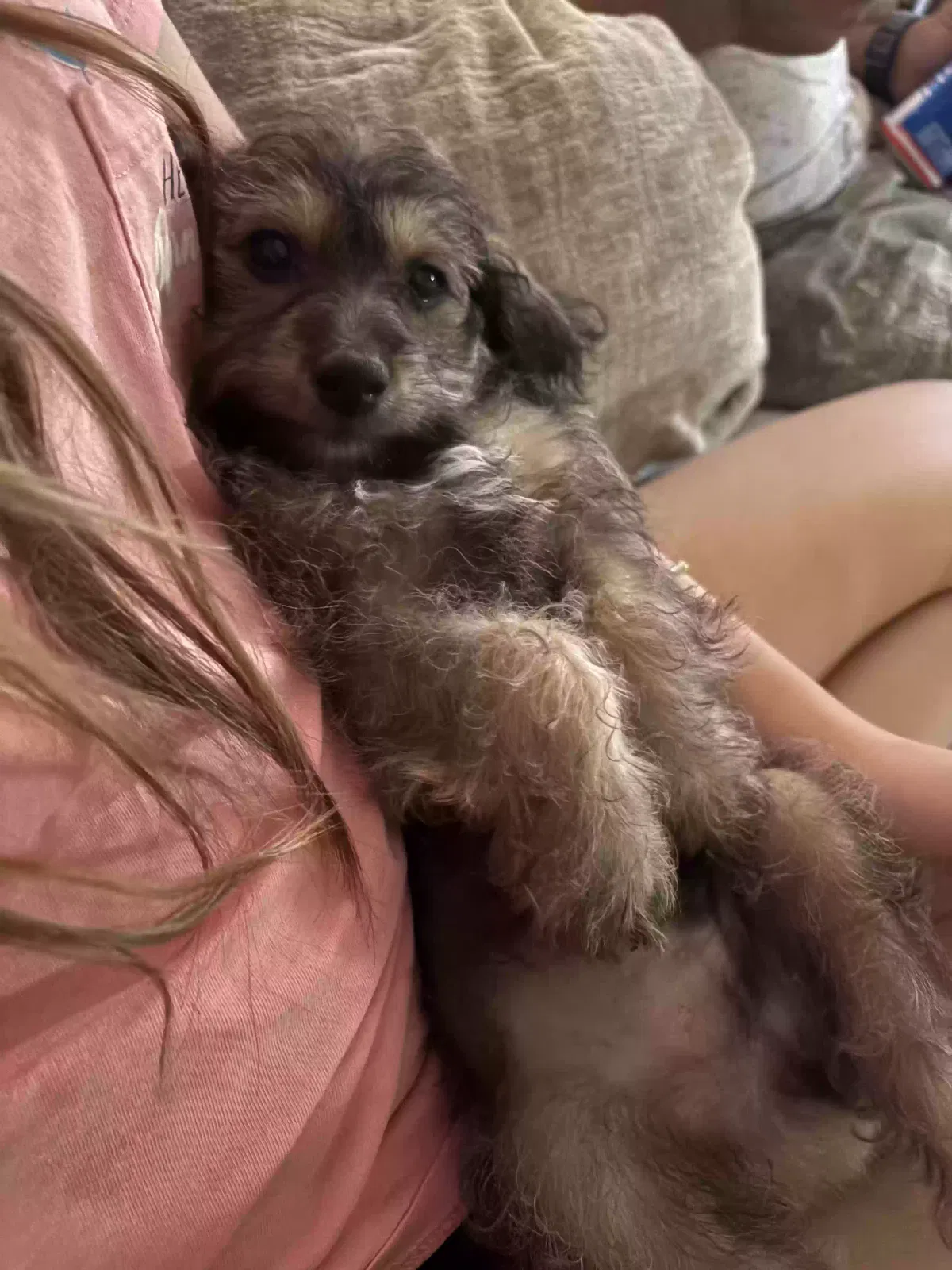 Lost dog in Fort Worth, TX, 76134