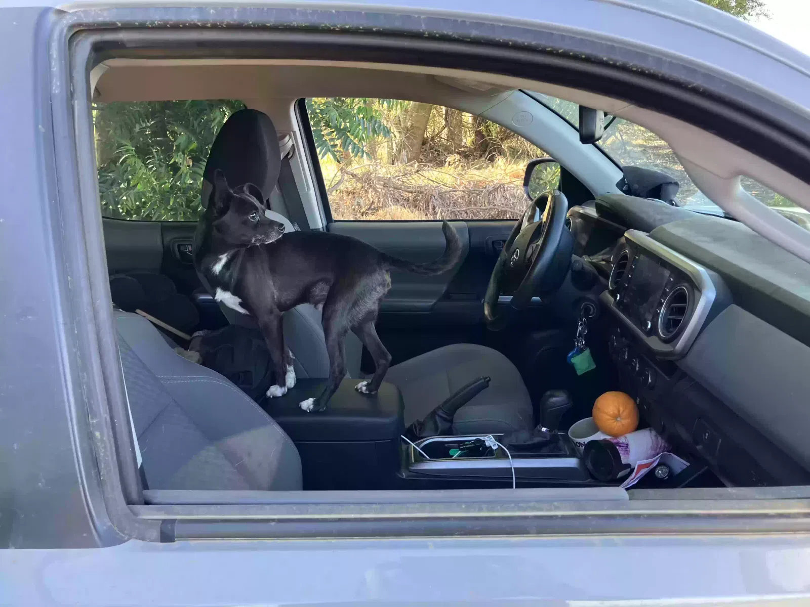 Lost dog in Dixon, CA, 95620