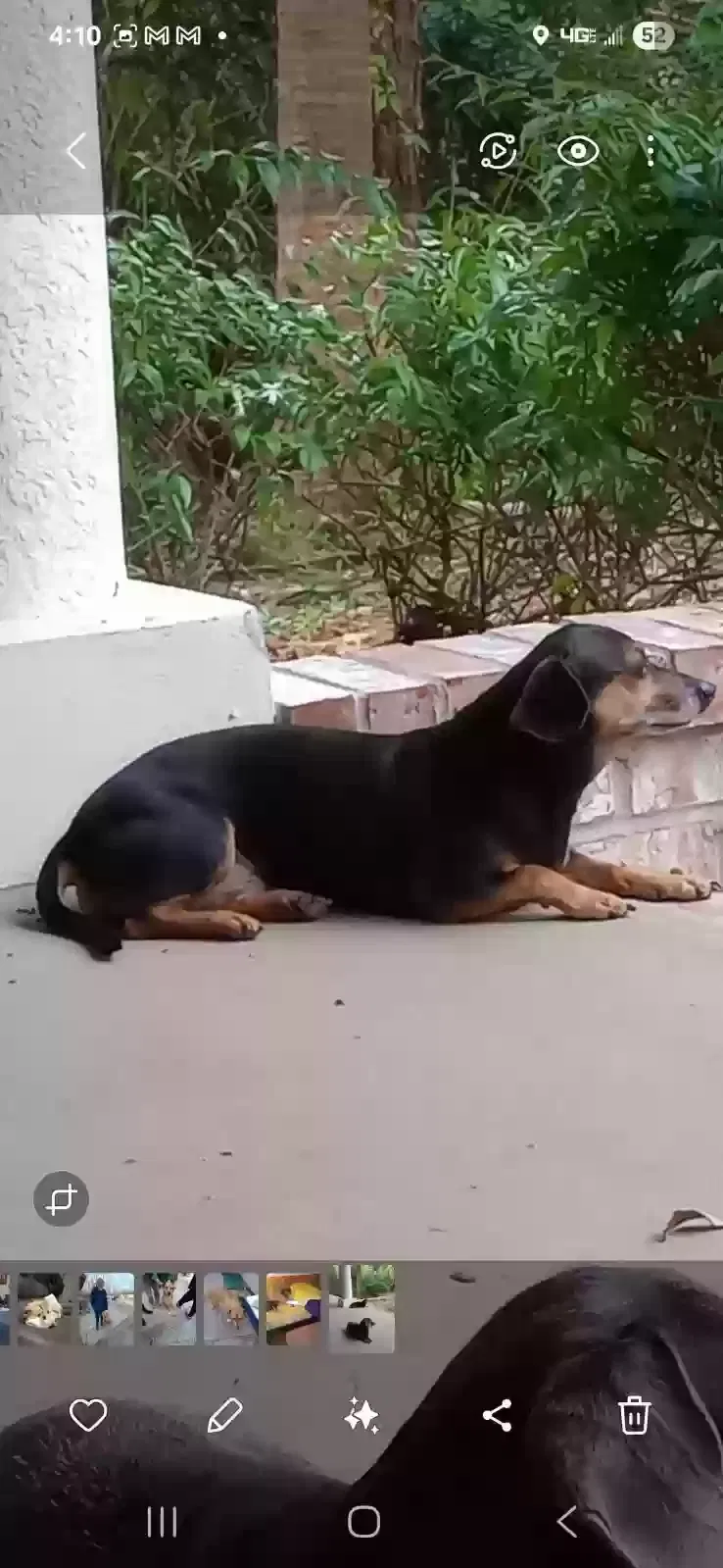 Lost dog in Melbourne, FL, 32904