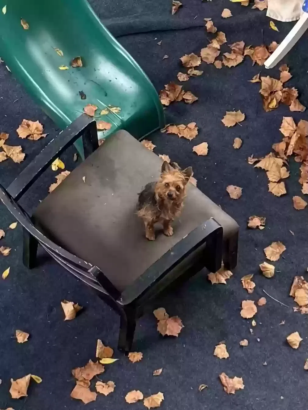 Found dog in Newark, NJ, 7104