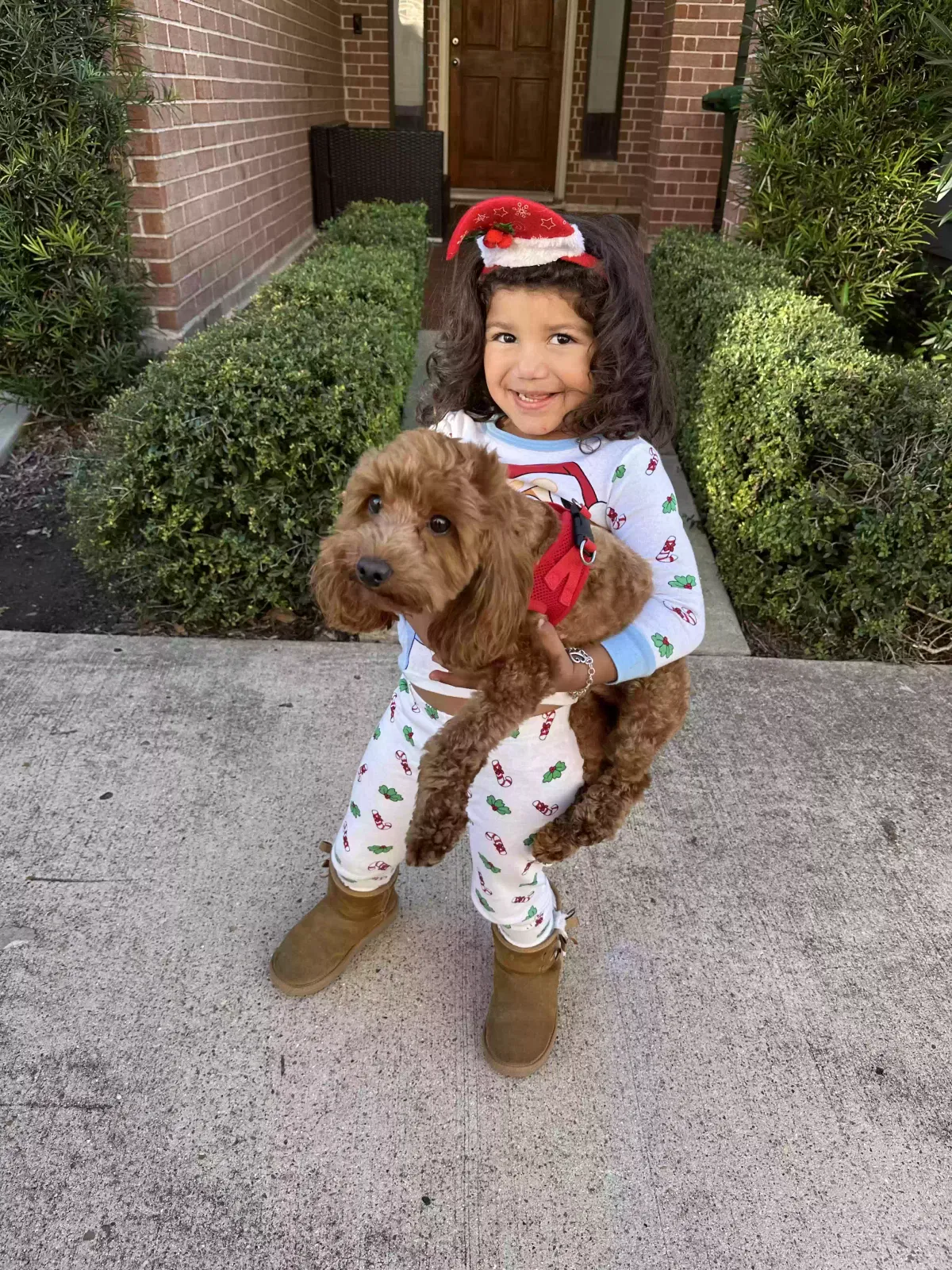 Lost dog in Manvel, TX, 77578