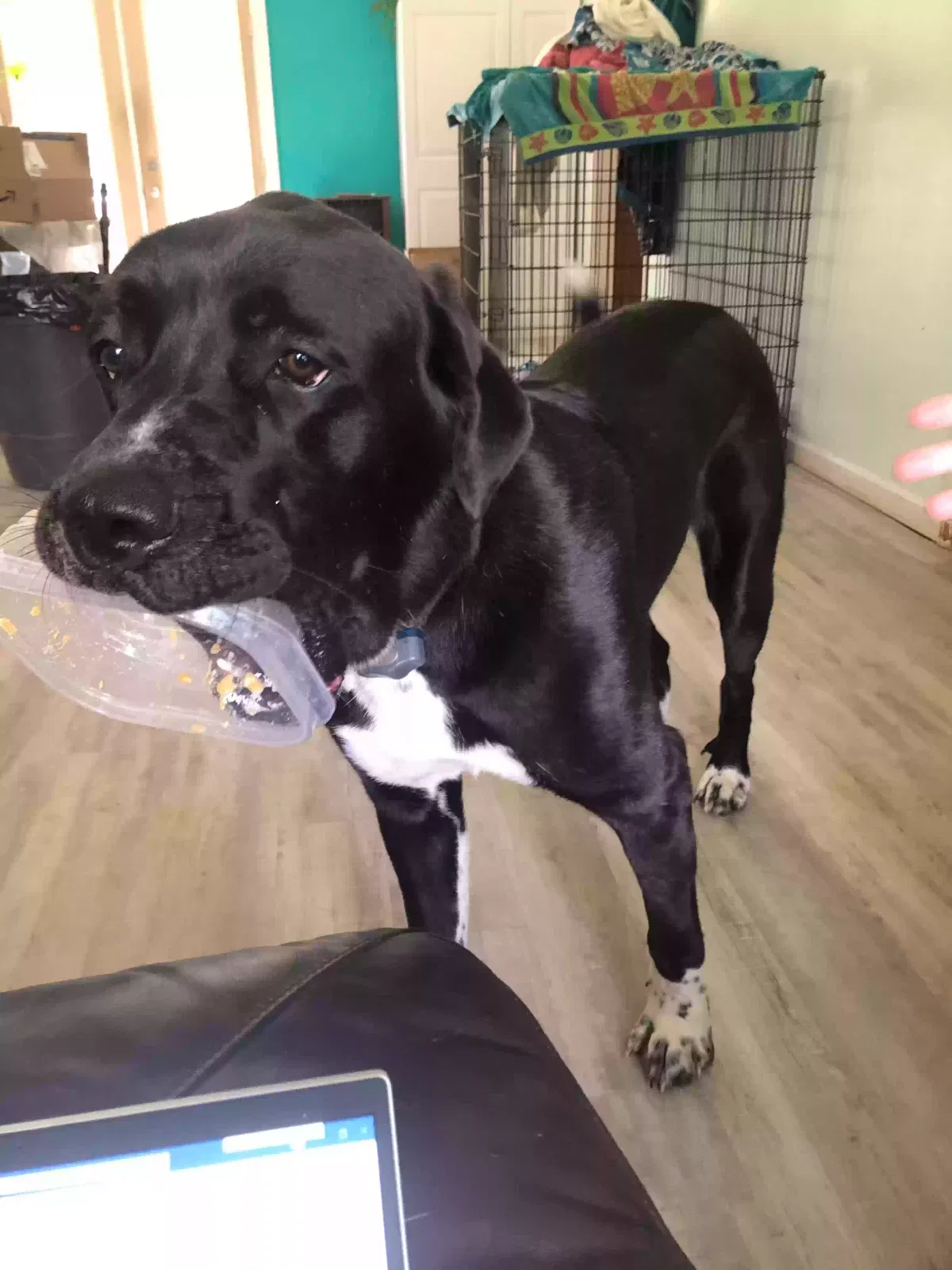 Lost dog in Graham, NC, 27253