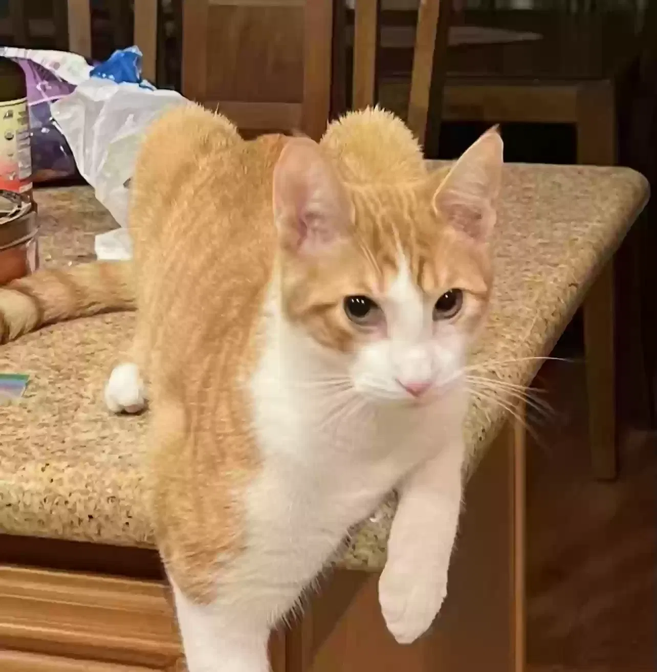 Lost cat in Ridgefield Park, NJ, 7660