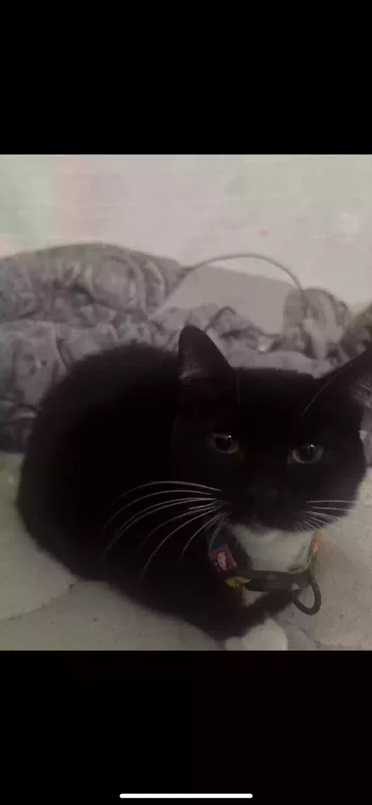 Lost cat in Youngtown, AZ, 85363