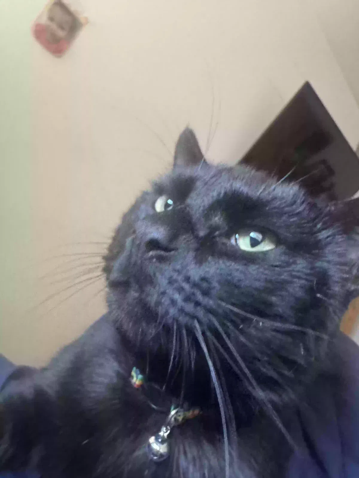 Lost cat in Milwaukee, WI, 53219