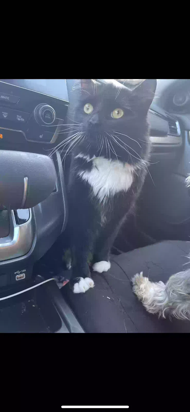 Lost cat in Stafford, VA, 22554