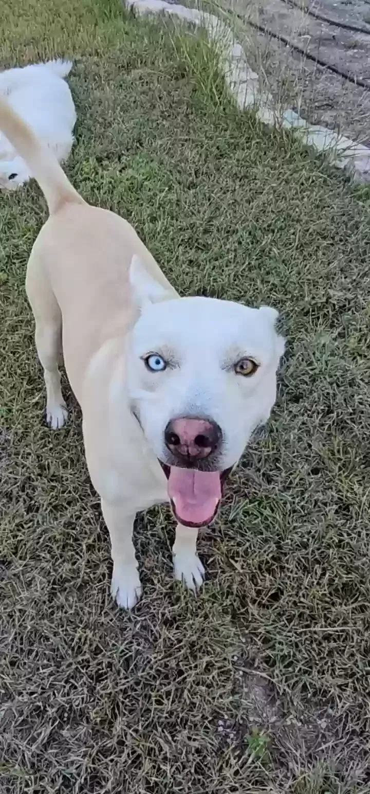 Found dog in Salado, TX, 76571