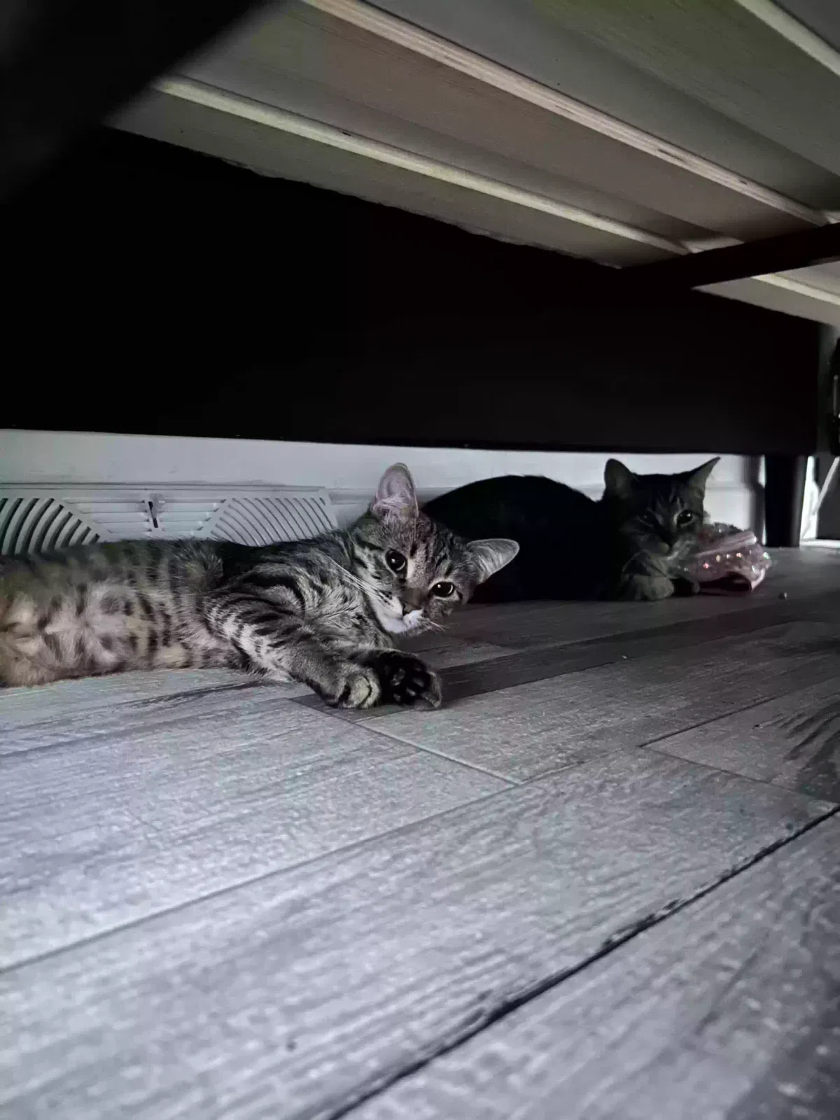 Lost cat in Beaver Falls, PA, 15010