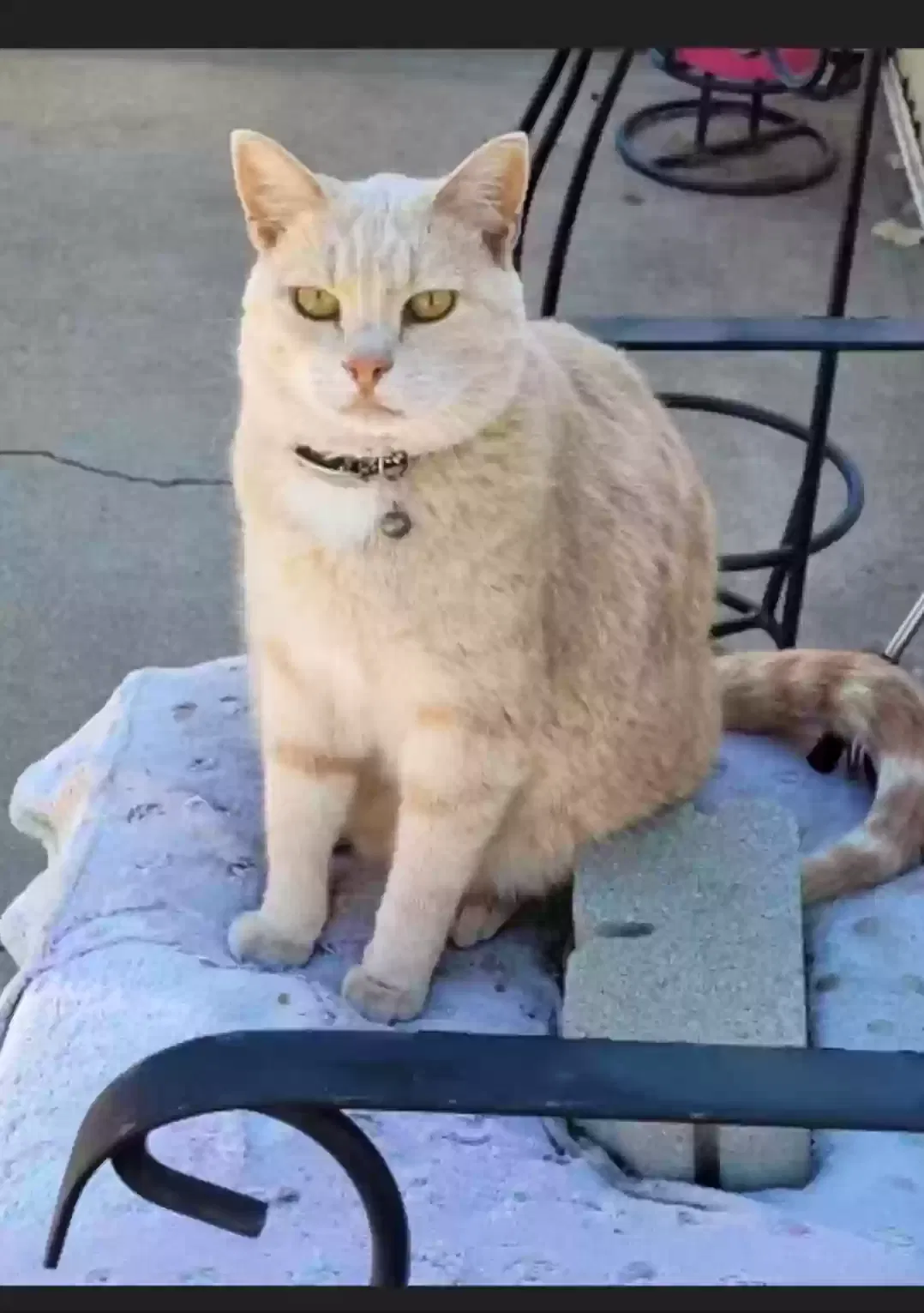 Lost cat in Ault, CO, 80610