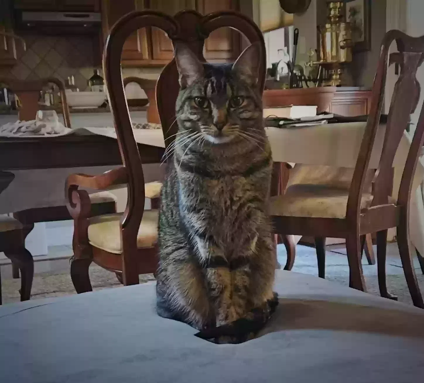 Lost cat in Austin, TX, 78723