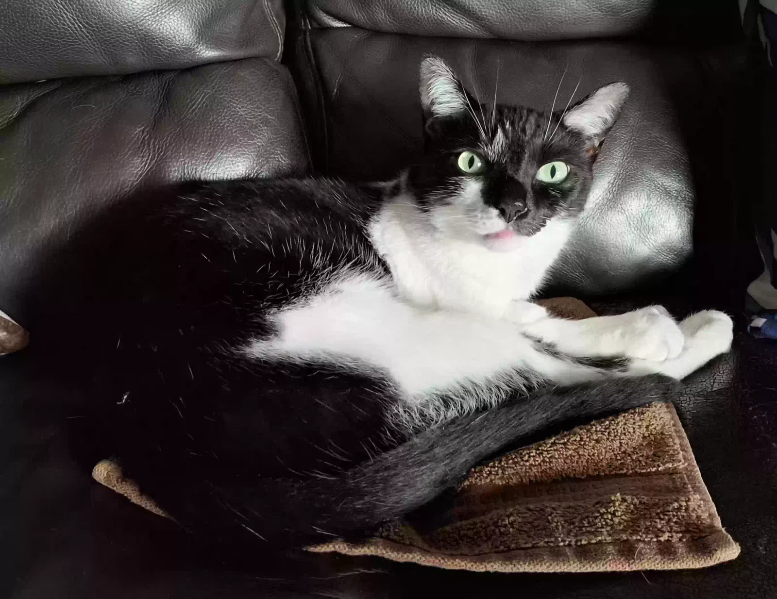 Lost cat in Miami, FL, 33183
