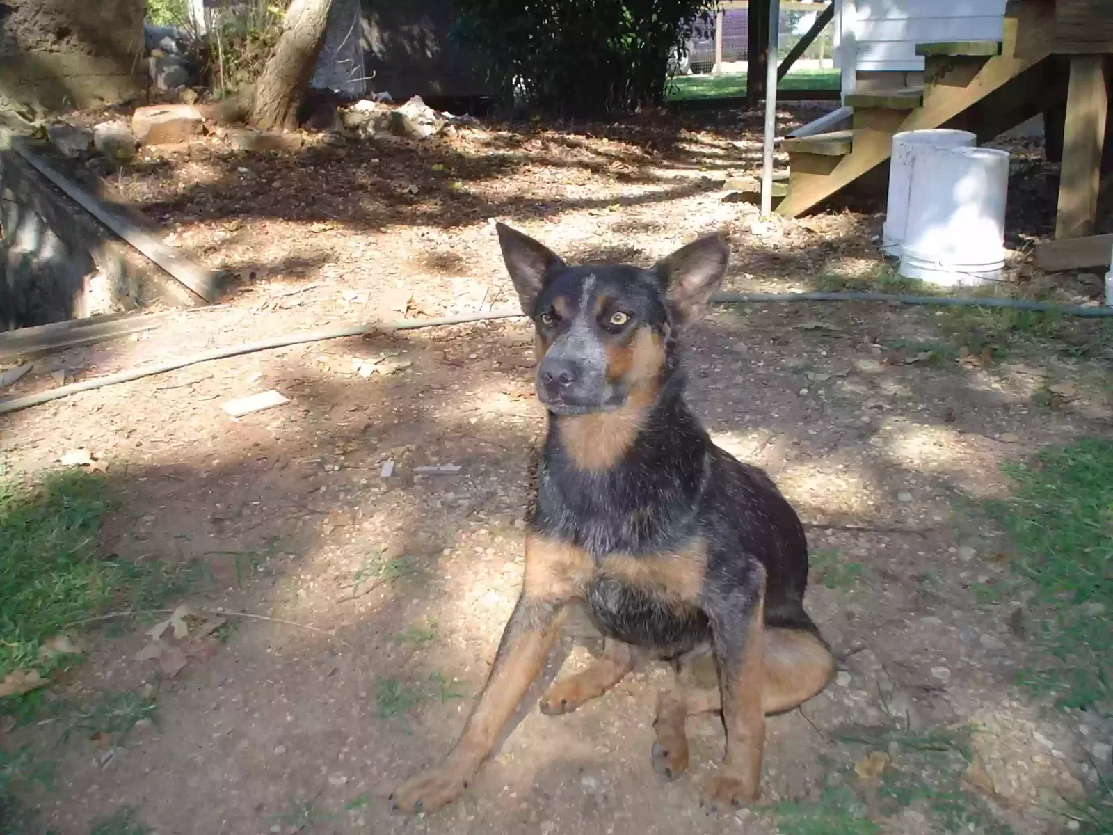 Found dog in Licking, MO, 65542
