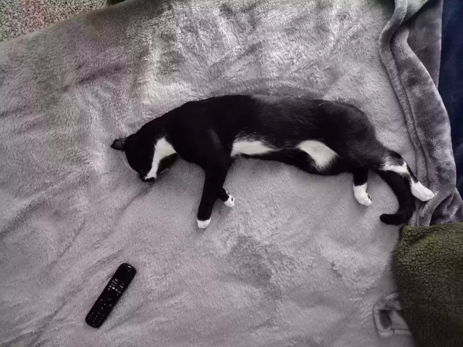 Lost cat in Garland, TX, 75041