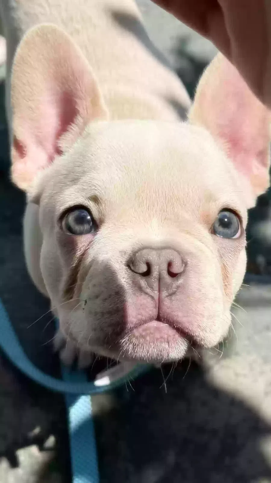 Lost dog in Tampa, FL, 33612