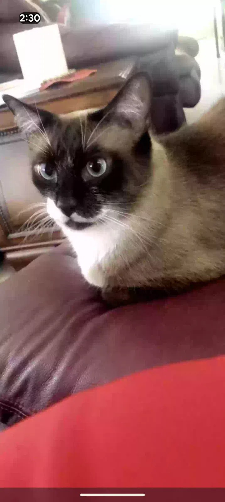 Lost cat in Katy, TX, 77450