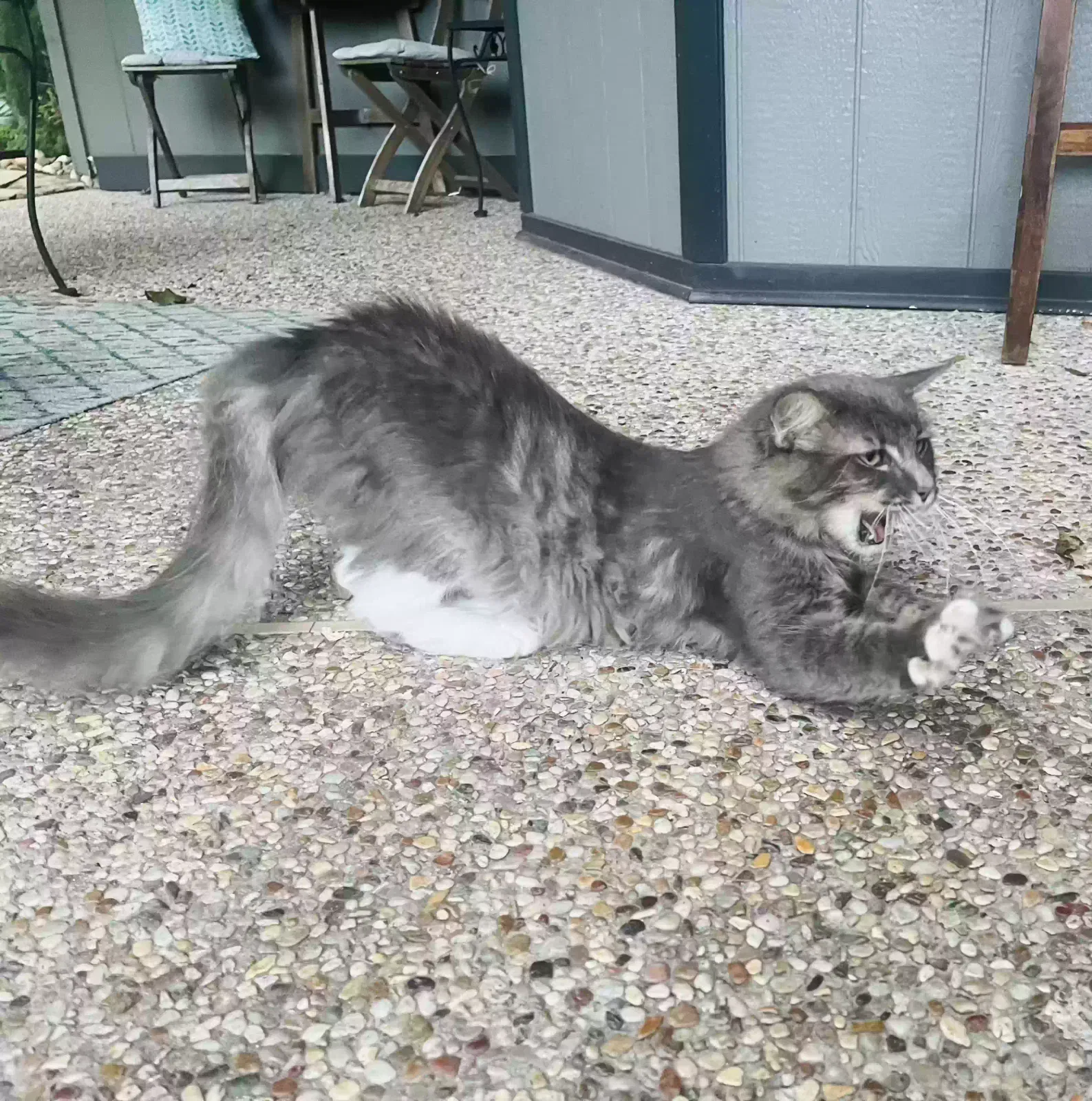 Lost cat in Houston, TX, 77040
