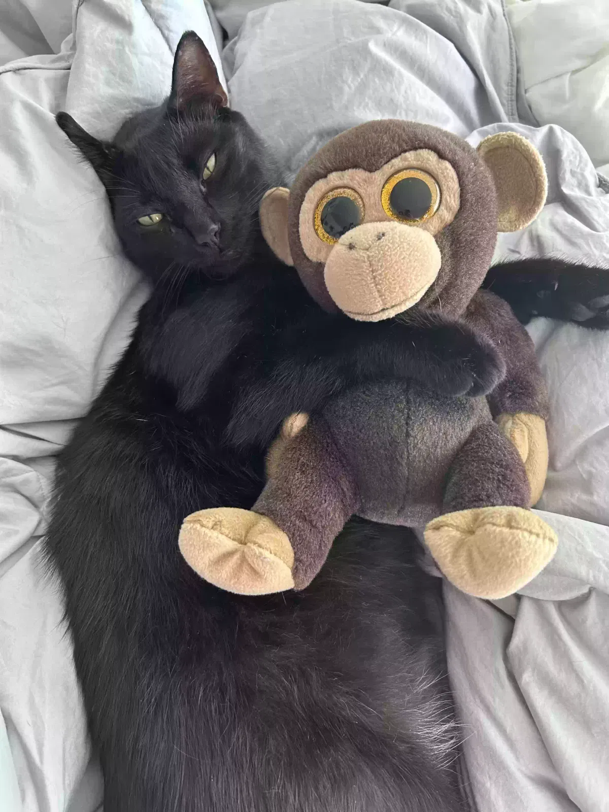 Lost cat in Pebble Beach, CA, 93953