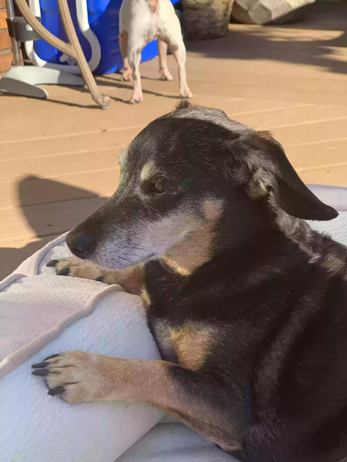 Lost dog in Kingsville, MD, 21087