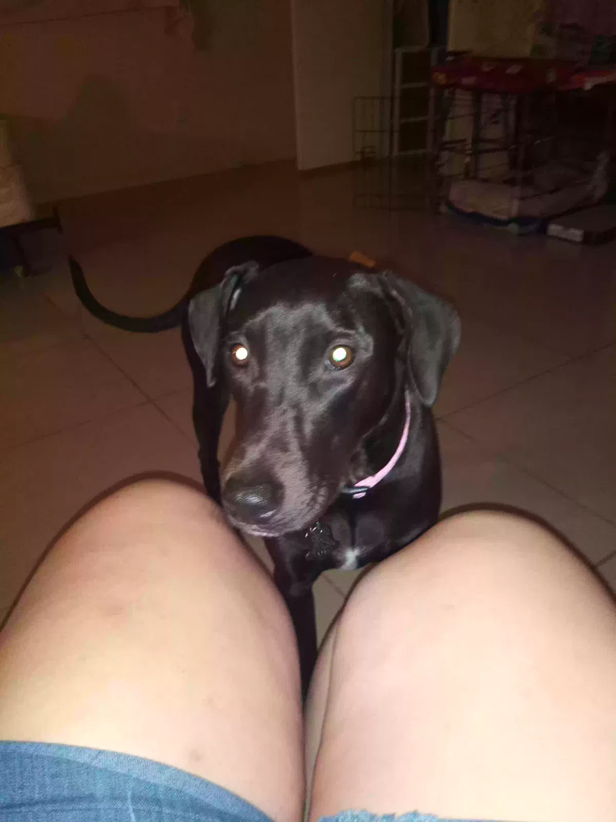 Lost dog in Missouri City, TX, 77489
