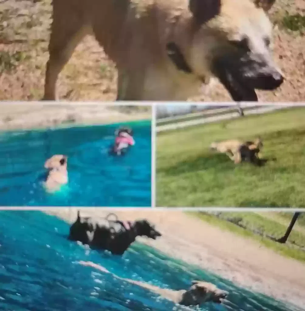 Lost dog in Missouri City, TX, 77489
