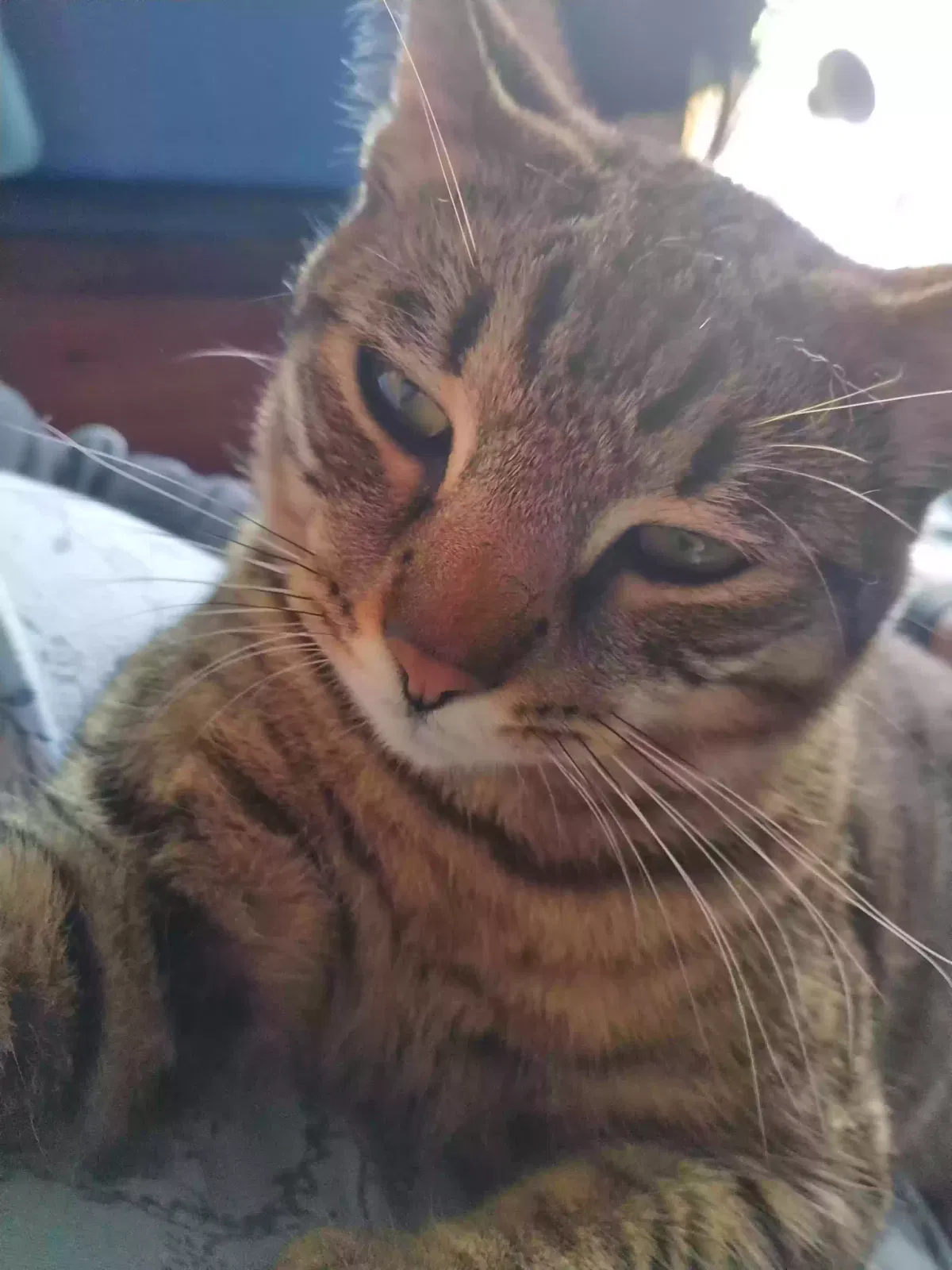 Lost cat in Missouri City, TX, 77489