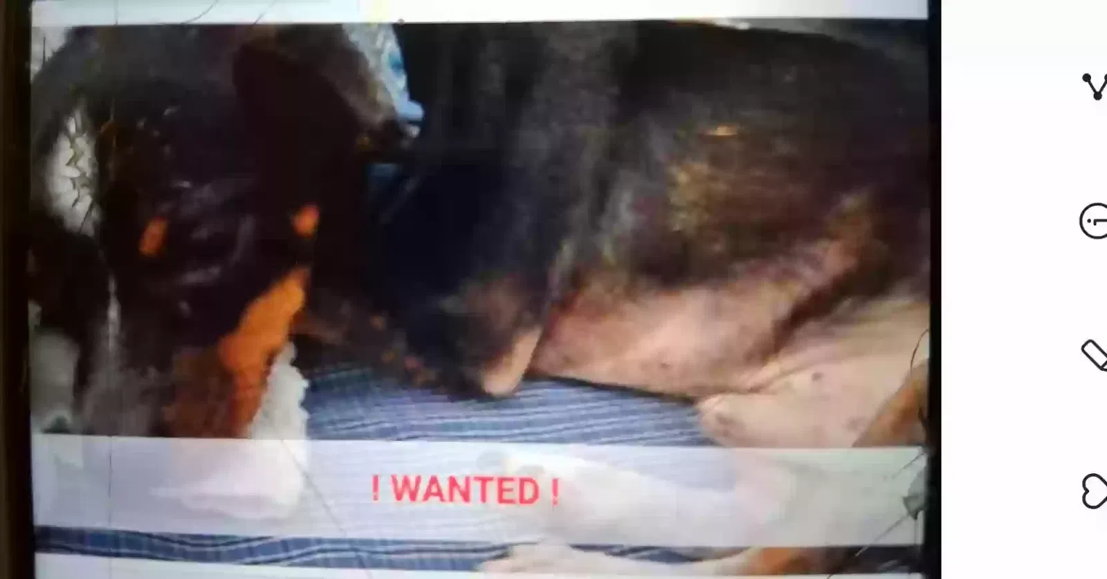 Lost dog in Missouri City, TX, 77489