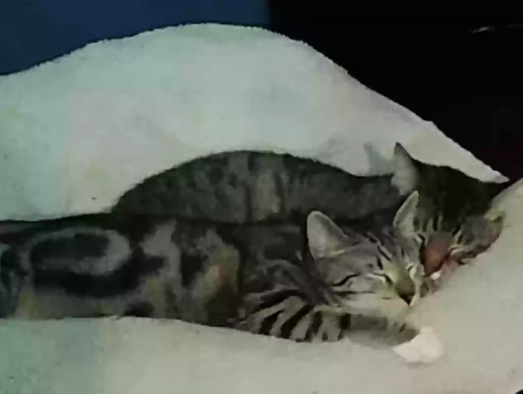 Lost cat in Missouri City, TX, 77489