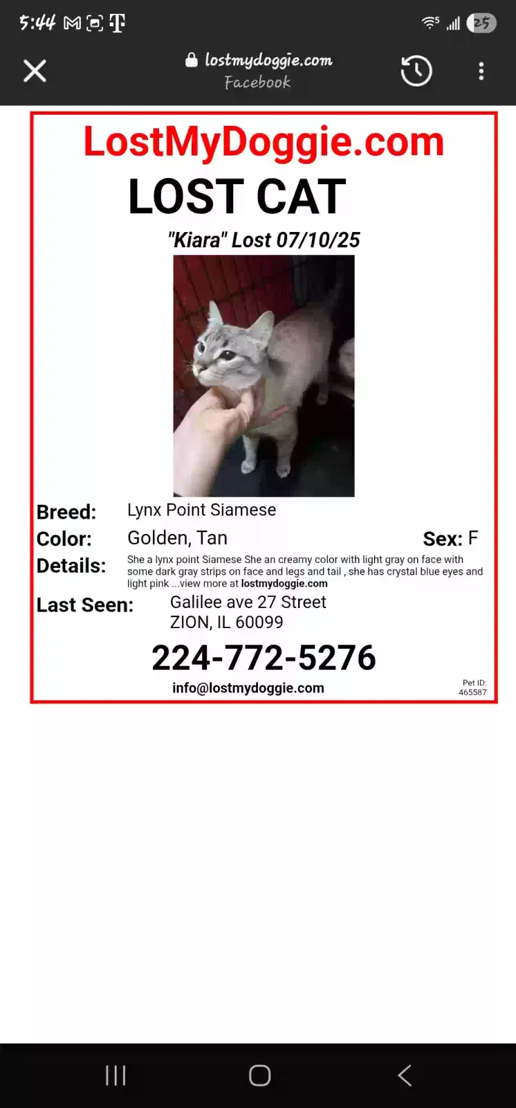 Lost cat in Waukegan, IL, 60087