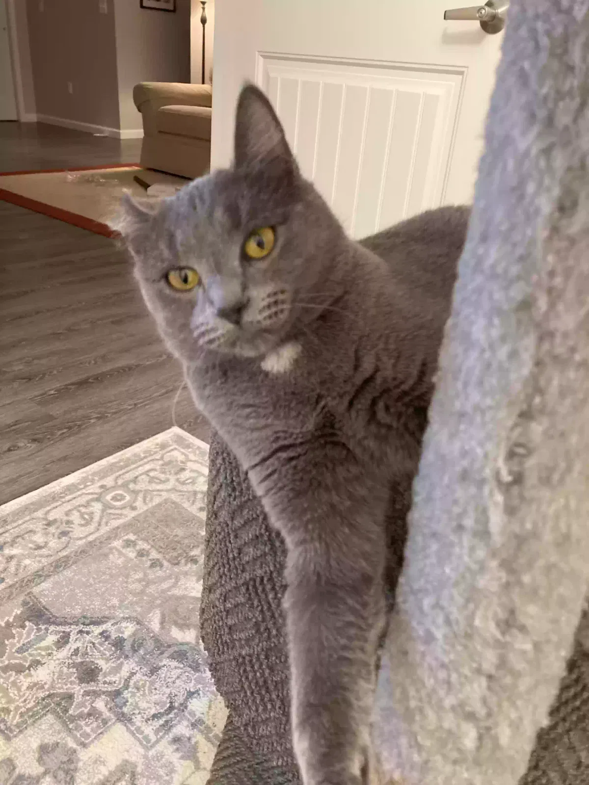 Lost cat in Jerseyville, IL, 62052
