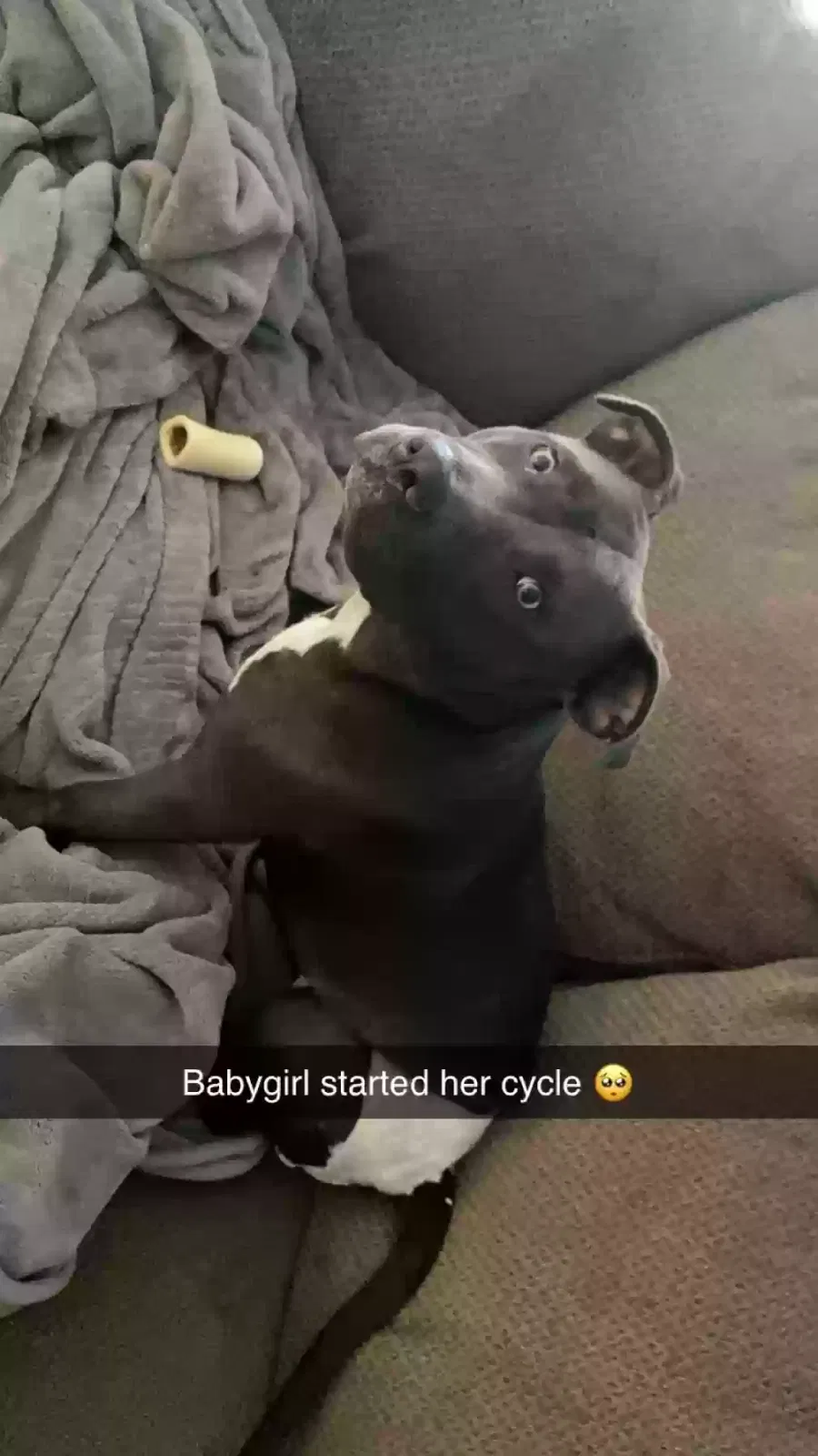 Lost dog in Fresno, CA, 93722