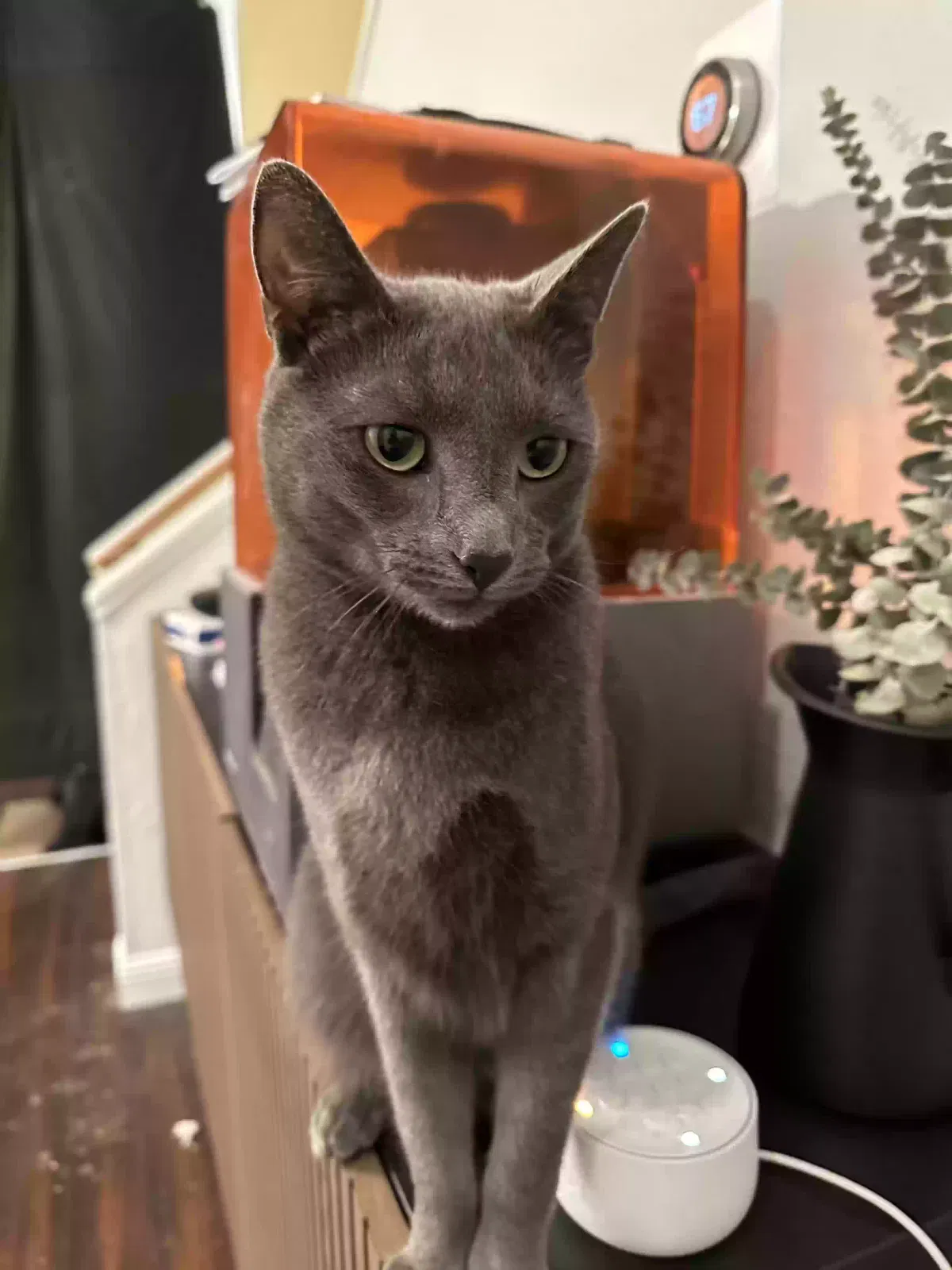 Lost cat in Woodinville, WA, 98072