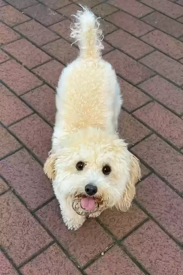 Lost dog in Mckinney, TX, 75070