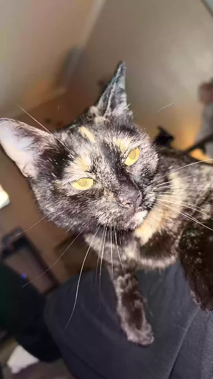 Lost cat in Houston, TX, 77080