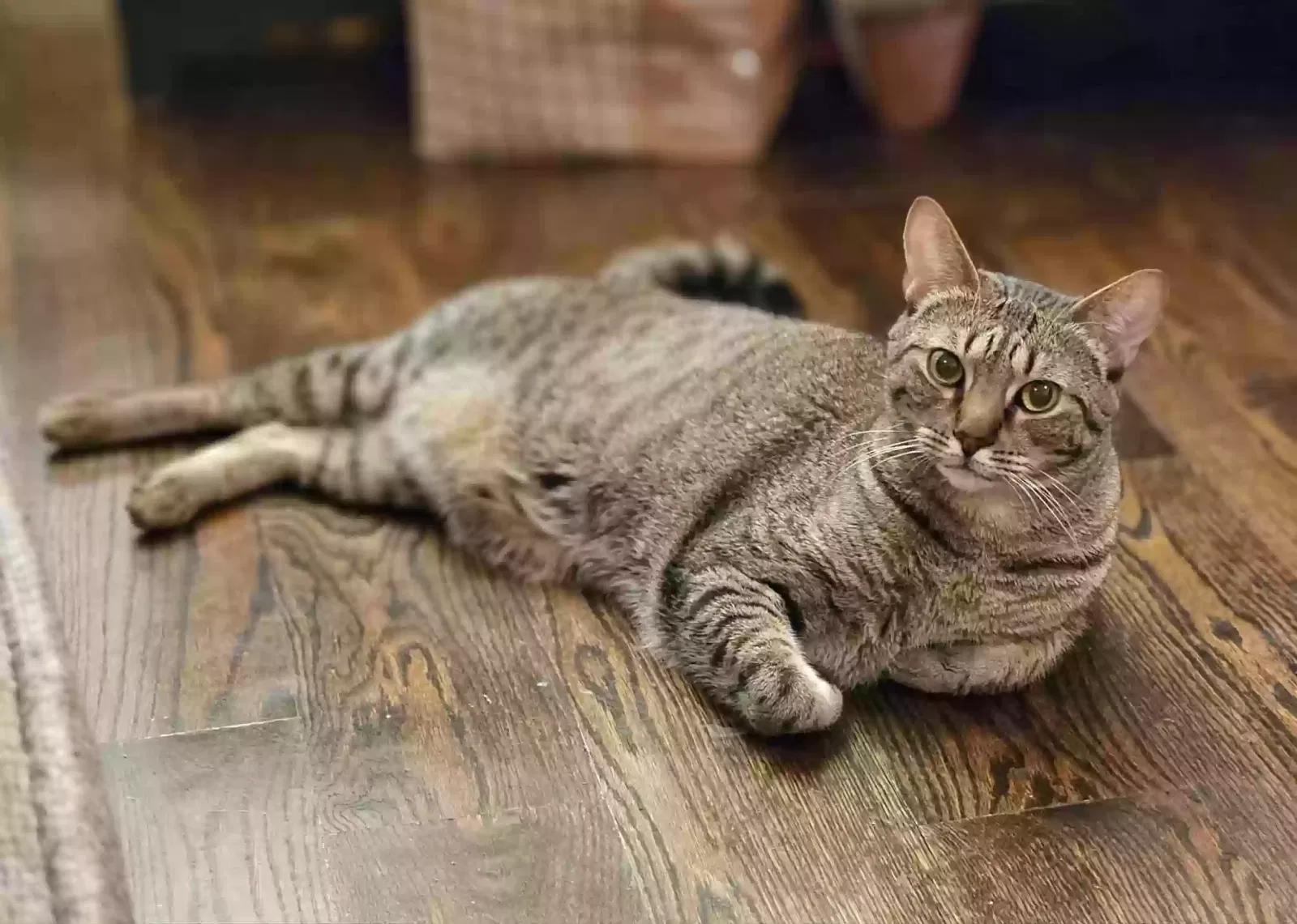 Lost cat in Houston, TX, 77018