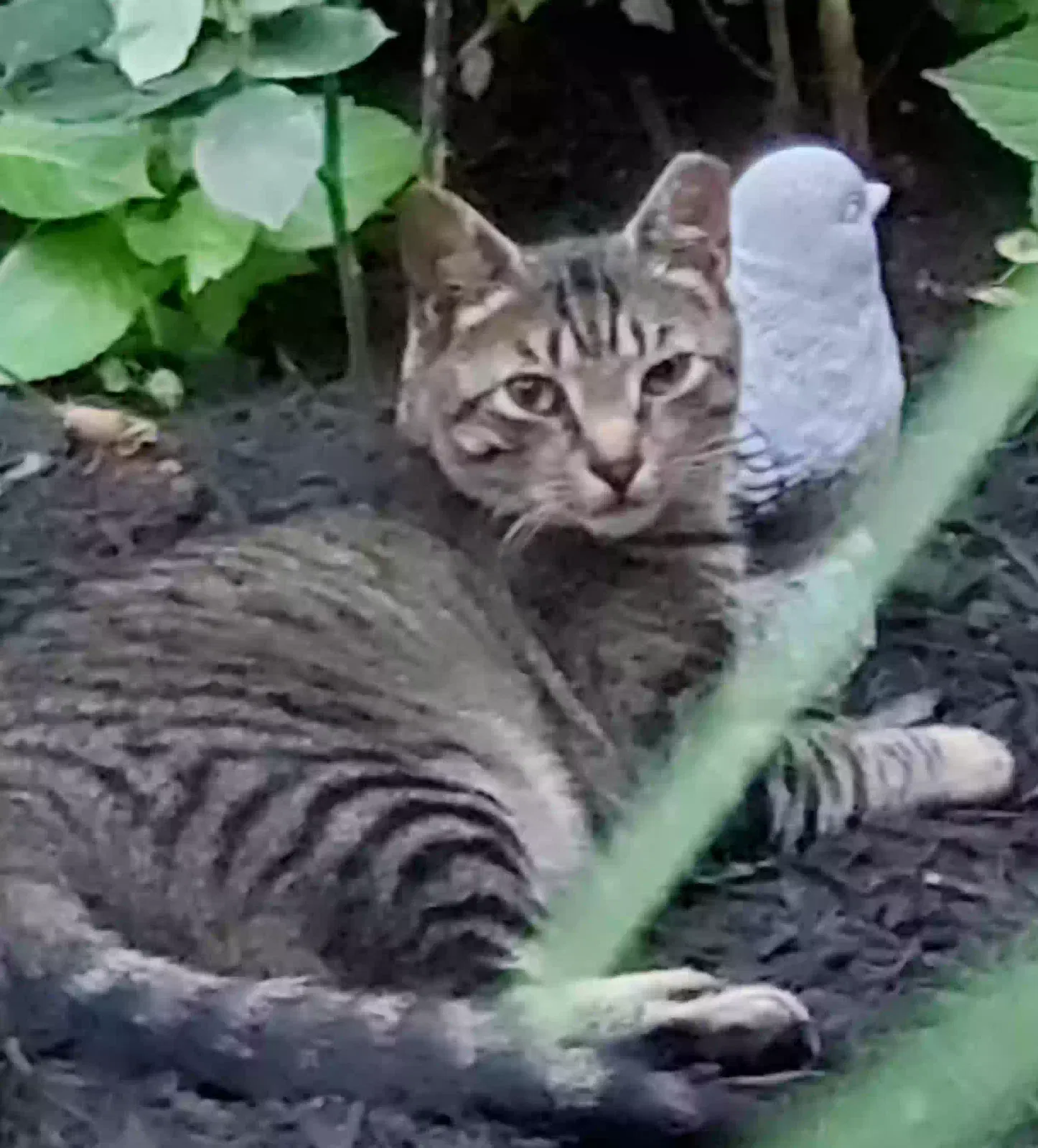 Lost cat in Roslyn Heights, NY, 11577