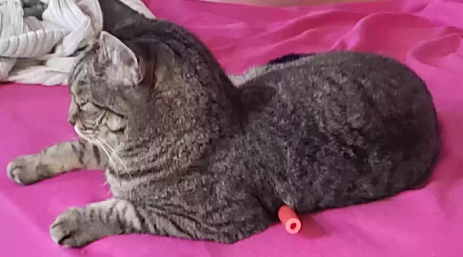 Lost cat in Kissimmee, FL, 34743