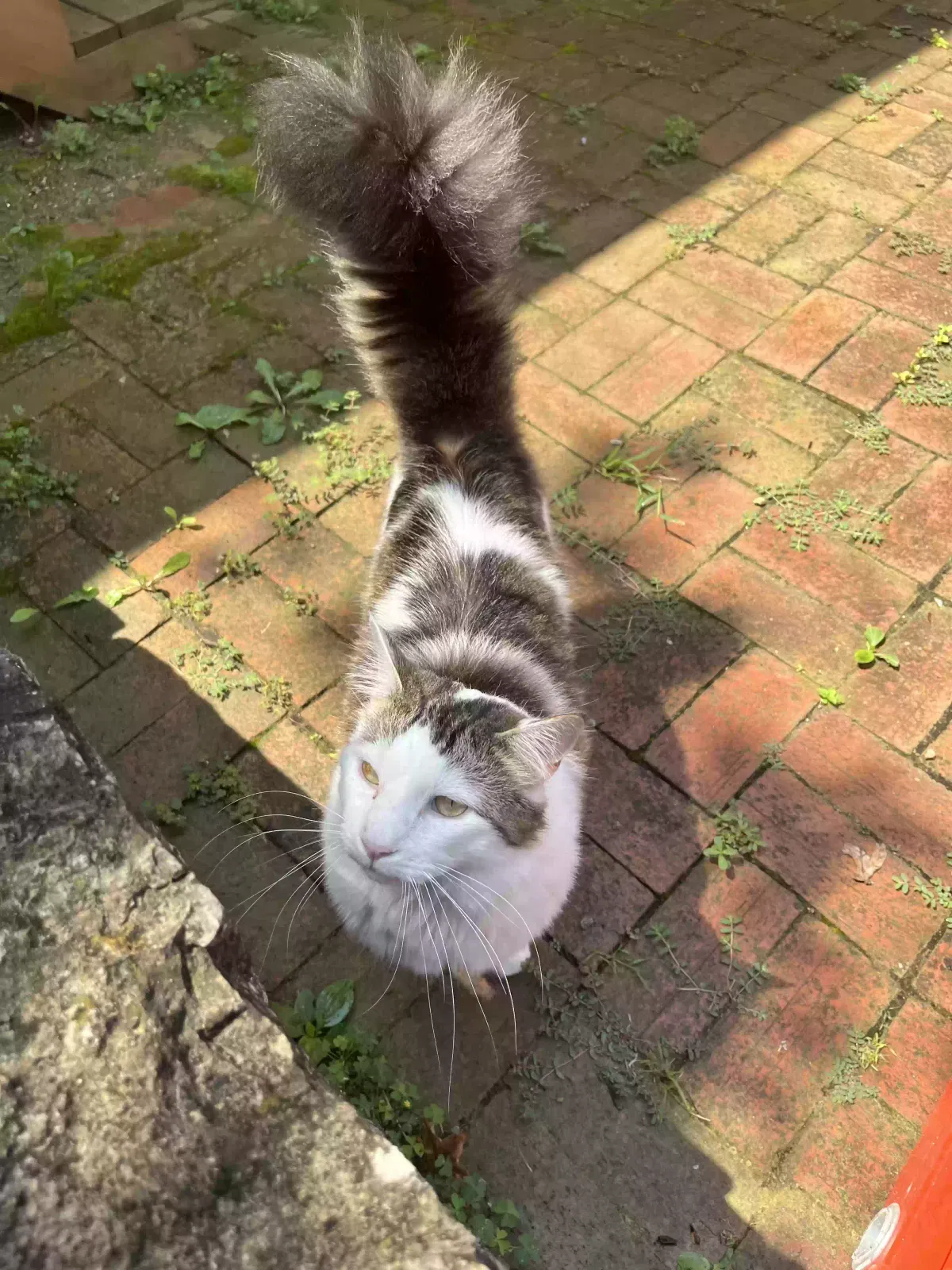 Lost cat in Lexington, KY, 40517